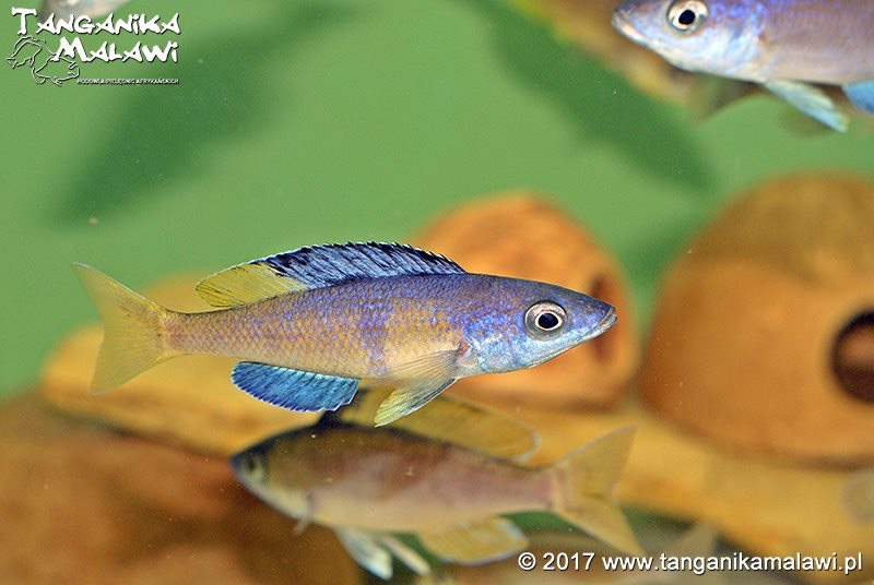Cyprichromis sp. 'brilliant jumbo' (Speckleback Moba)